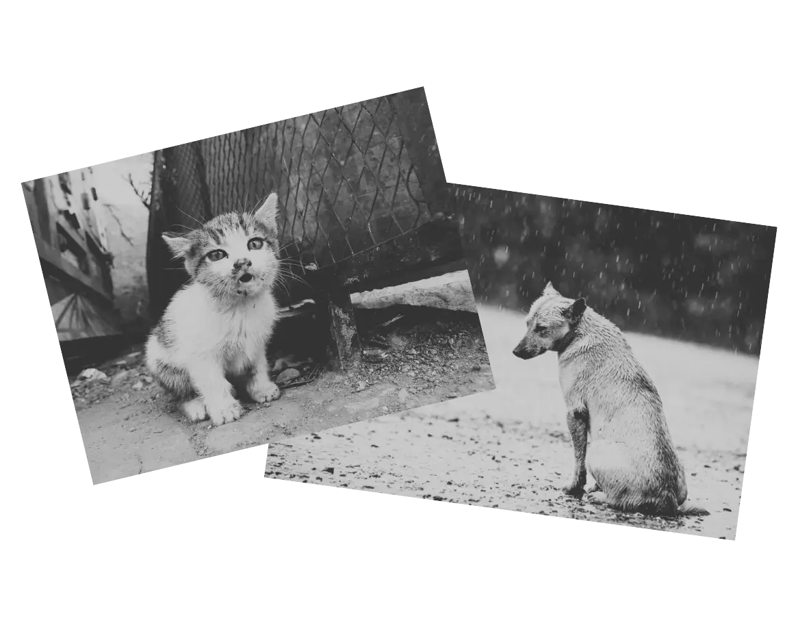 Cartaz com cachorro e gato