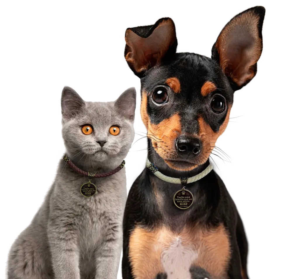 Um gato cinza e um cachorro preto e marrom usando Pet Tags da Busca Pata
