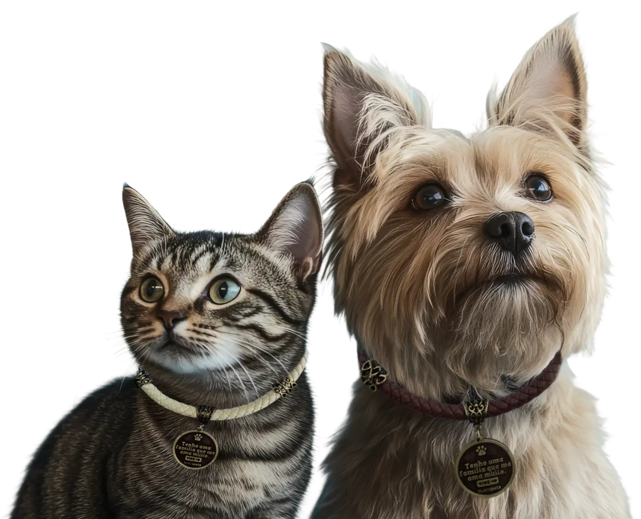 Gato e Cachorro com Pet Tag do Busca Pata